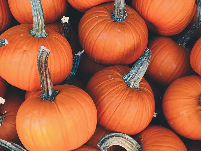 Lots of pumpkins